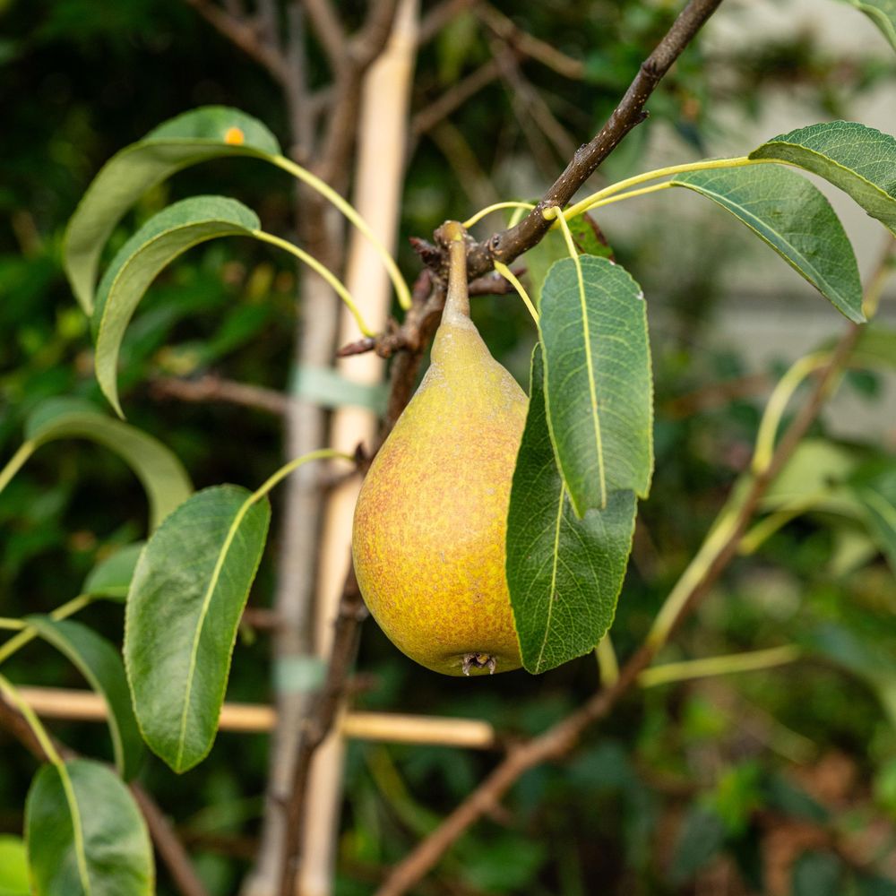 A ripe pear hanging from a branch, surrounded by green leaves, with a blurred background of foliage.