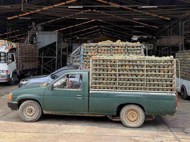 A green pickup truck loaded with pineapples is parked inside an industrial warehouse. Other vehicles and machinery are visible in the background.