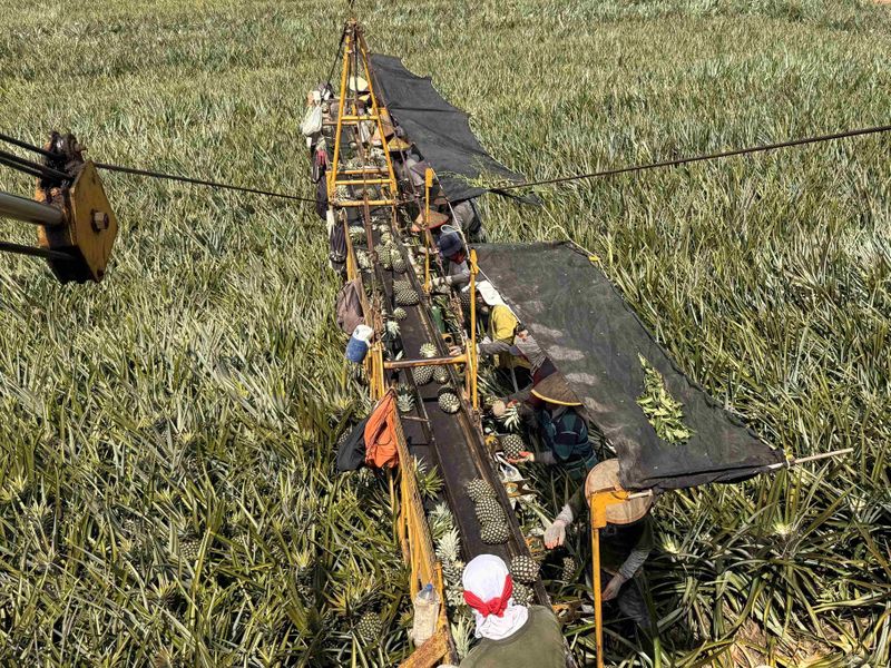 Workers harvesting pineapples along a conveyor in a large plantation field.