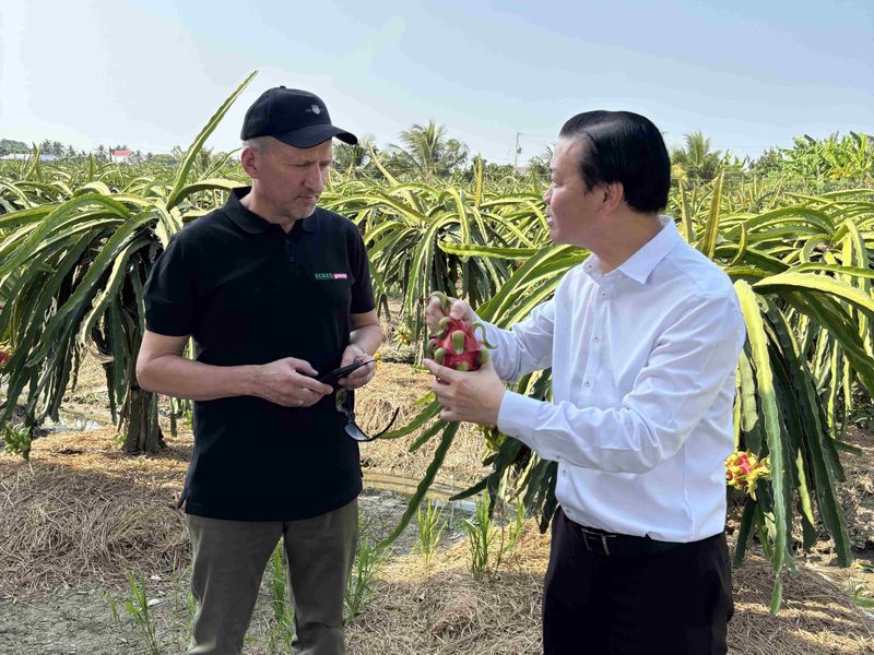 Two men stand in a dragon fruit plantation; one holds a dragon fruit, while the other listens attentively.