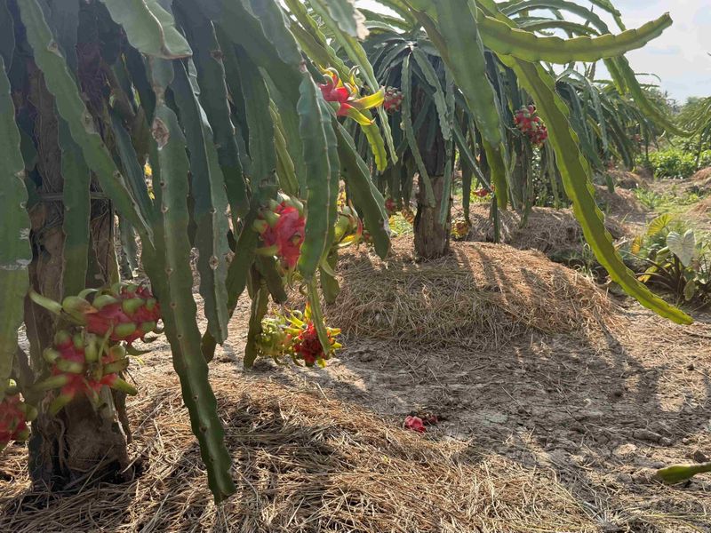 Dragon fruit plants with ripe red fruit hanging under long green leaves in a sunlit, dry soil plantation.