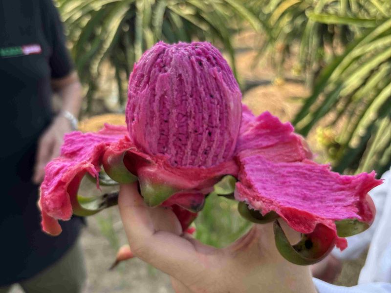 A person holding a vibrant pink dragon fruit with its skin peeled back, revealing the textured surface. Blurred background of plants.