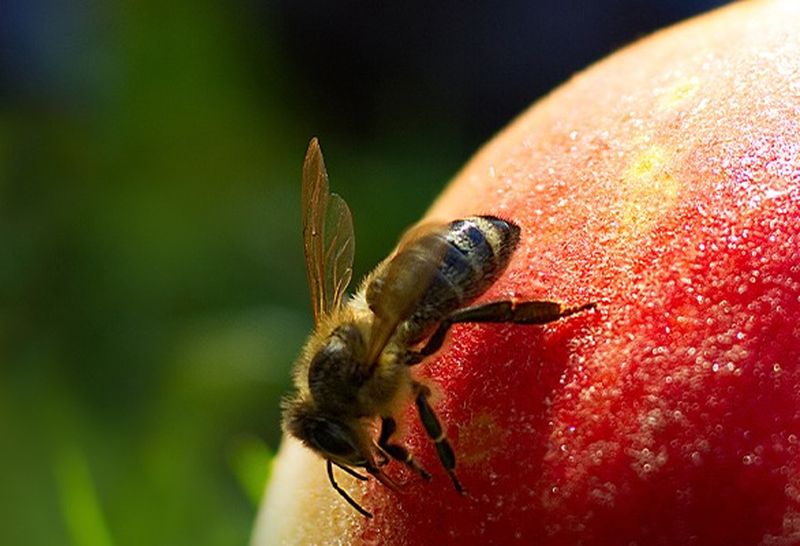 A bee perched on a ripe, red fruit with a blurred green background.