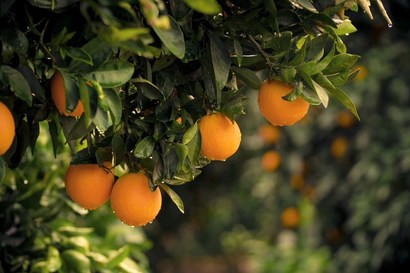 Fruits_Getty Image