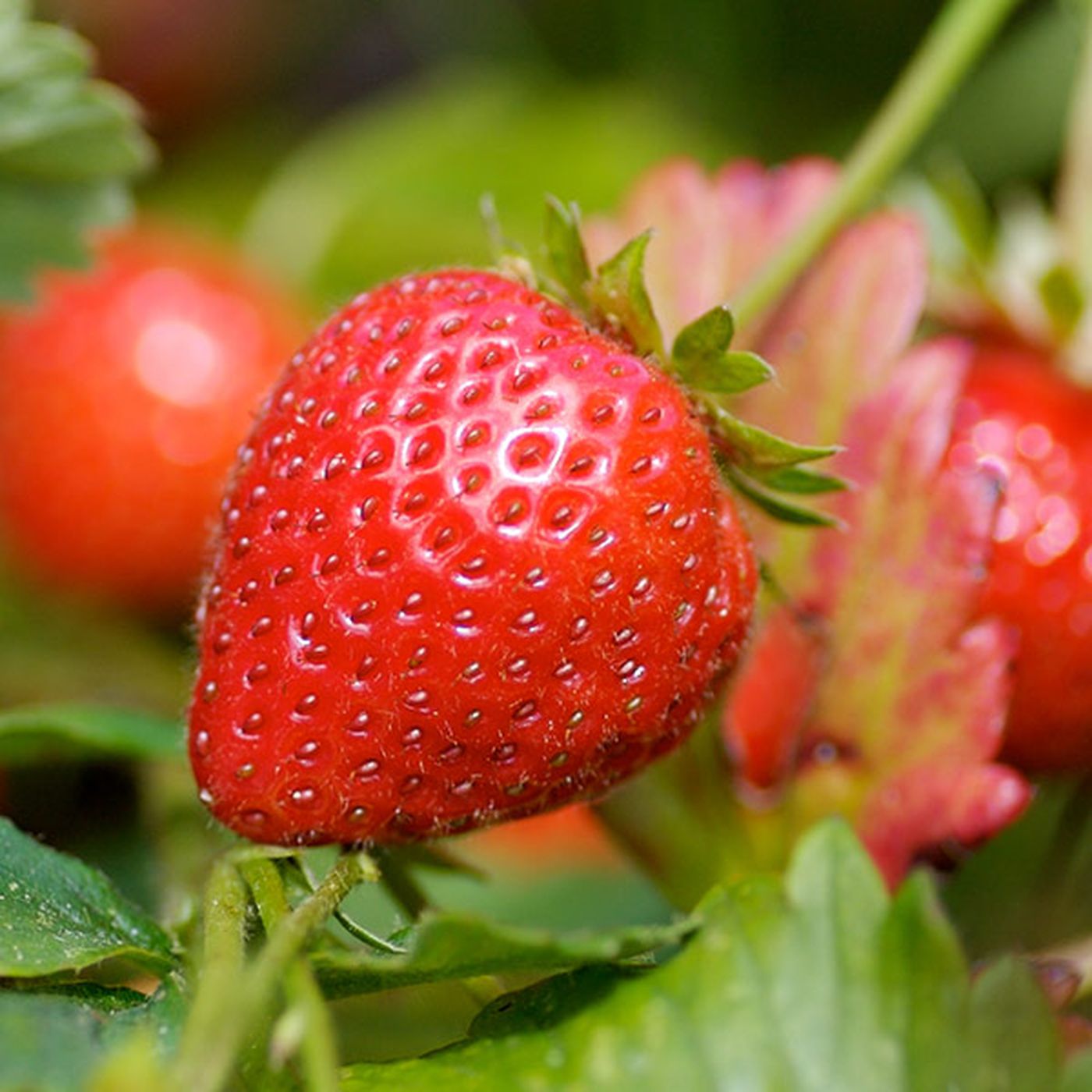 Close-up of a ripe, red strawberry with visible seeds, surrounded by green leaves.
