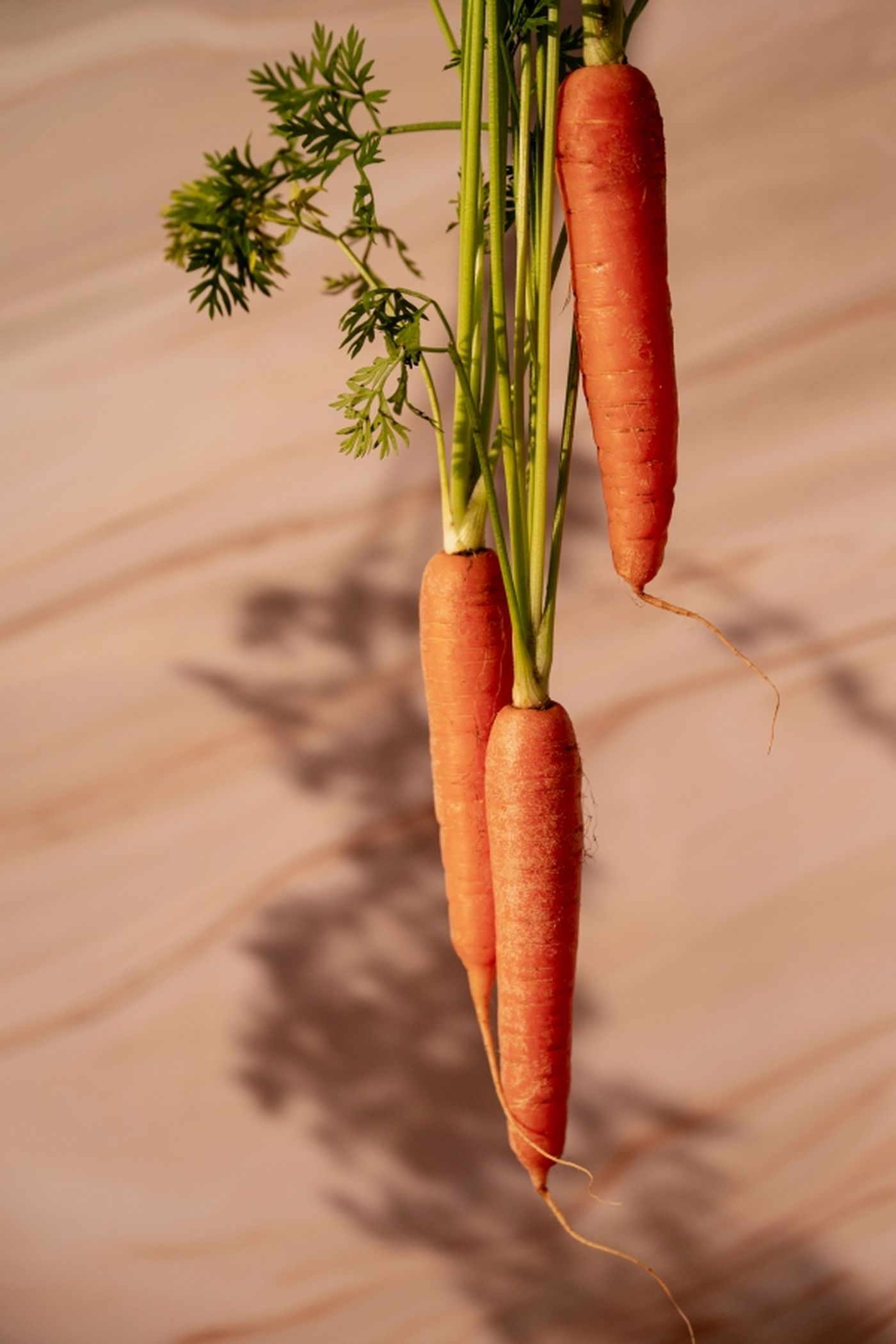 Bunch of fresh, vibrant orange carrots with green tops, hanging against a soft, light brown background with shadows.