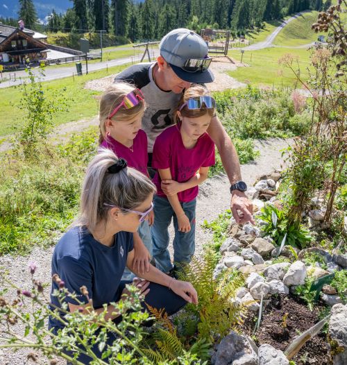 Zwei Kinder erkunden mit zwei Erwachsenen Kräuter und Alpenpflanzen unter einem strahlend blauen Himmel.