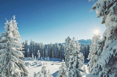 Schneebedeckte Bäume in einer ruhigen Winterlandschaft, mit einer hellen Sonne am blauen Himmel und fernen Bergen im Hintergrund.