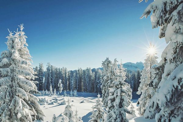 Snow-covered trees in a peaceful winter landscape, with bright sunshine in a blue sky and distant mountains in the background.