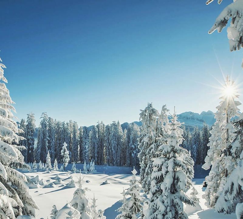 Schneebedeckte Bäume in einer ruhigen Winterlandschaft, mit einer hellen Sonne am blauen Himmel und fernen Bergen im Hintergrund.