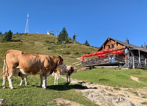 Kühe grasen in der Nähe einer Almhütte mit roten Schirmen auf einem grasbewachsenen Hügel unter blauem Himmel, mit einem Funkturm im Hintergrund.