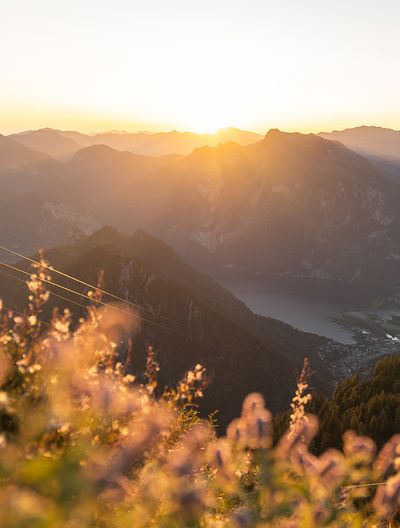 Abendsonne taucht Berge und Traunsee in warmes Licht, im Vordergrund blühende Wiese am Feuerkogel.