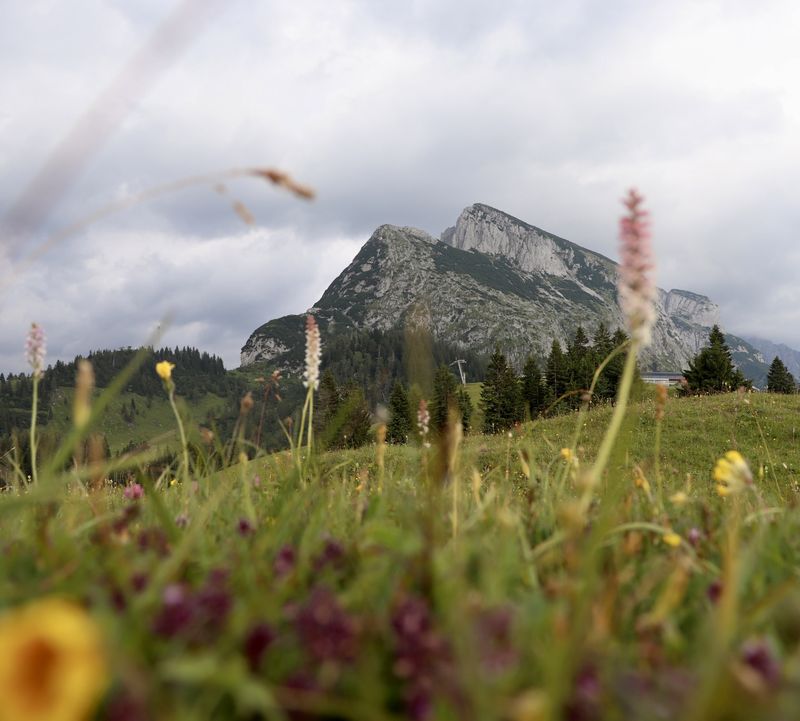 Mountain peak under a cloudy sky, framed by wildflowers and grass in the foreground, with trees at the foot of the mountain.