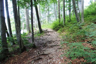 Waldweg mit sichtbaren Baumwurzeln führt durch grüne Bäume Richtung Sonnenlicht.