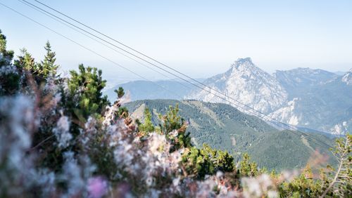 Blick über blühende Bergwiese und markantem Gipfel ´des Traunsteins am Horizont.