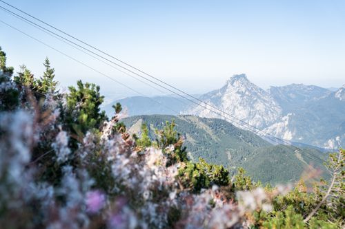 Blick über blühende Bergwiese und markantem Gipfel ´des Traunsteins am Horizont.
