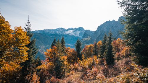 Herbstliche Berglandschaft mit bunten Bäumen und schneebedeckten Gipfeln unter klarem Himmel.