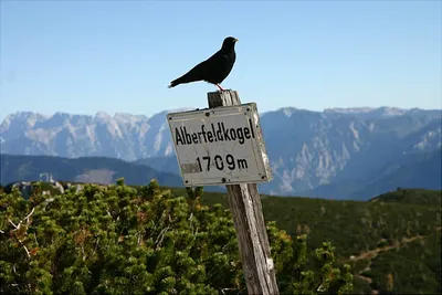 Eine Alpendohle sitzt auf dem Gipfelschild des Alberfeldkogels mit Blick auf die markante Bergkulisse im Hintergrund.