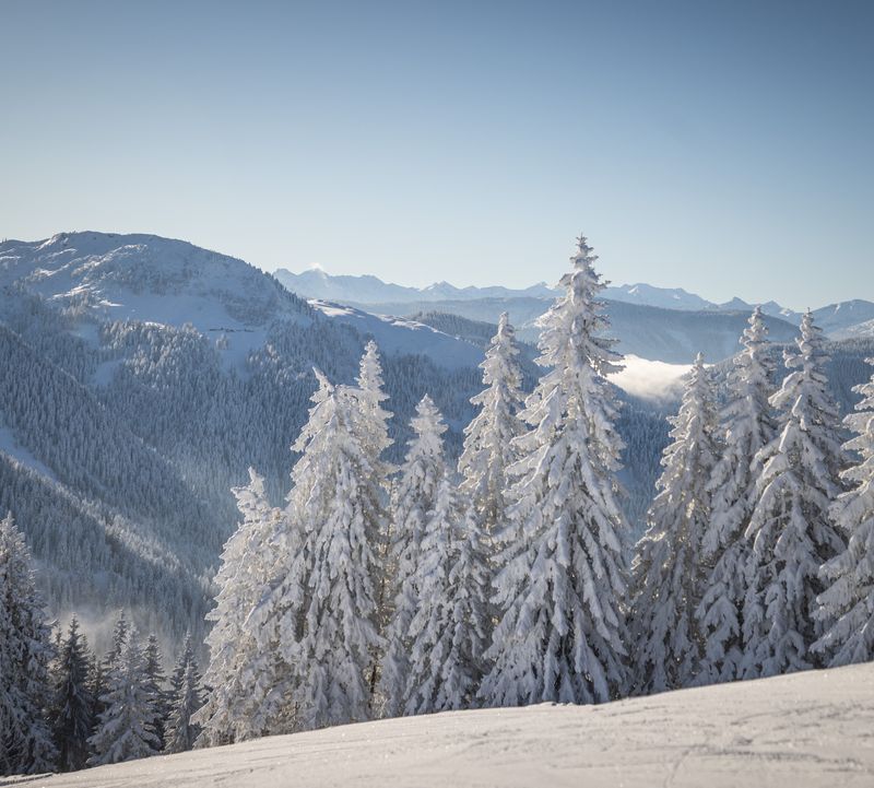 A row of snow-covered fir trees against the backdrop of a mountain range under a bright blue sky.
