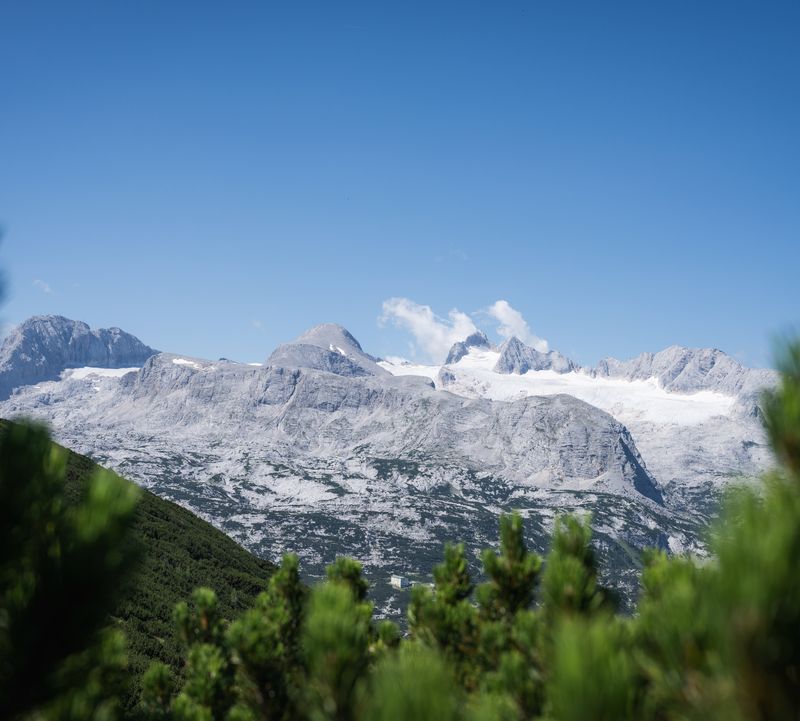 Alpine panorama with snow-capped peaks under a blue sky; out-of-focus green coniferous trees in the foreground.