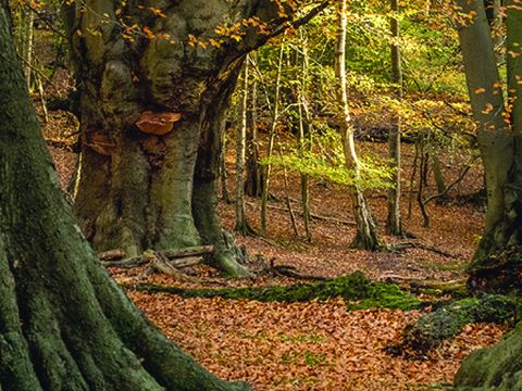 A picture of a forest with big trees and leaves