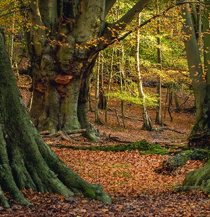 A picture of a forest with big trees and leaves