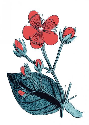Illustration of a red flower with multiple buds and a detailed leaf, outlined in blue, on a white background.