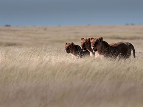 Three lions walking together through tall, dry grass in an open plain under a cloudy sky.
