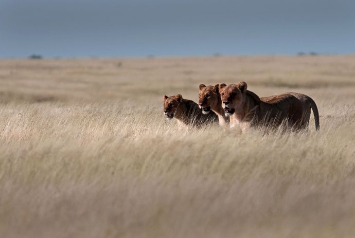 Three lions walking together through tall, dry grass in an open plain under a cloudy sky.