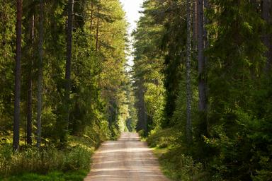 En skogsväg i Småland på sommaren.