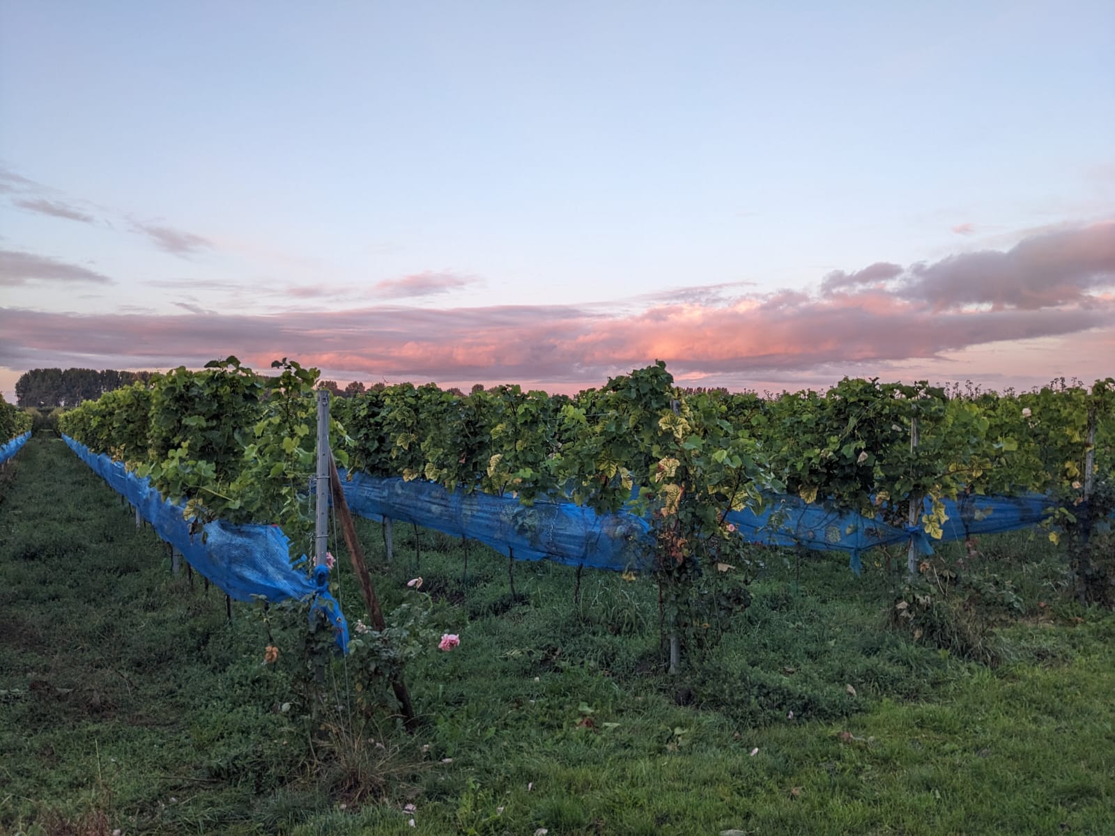 Vineyard landscape