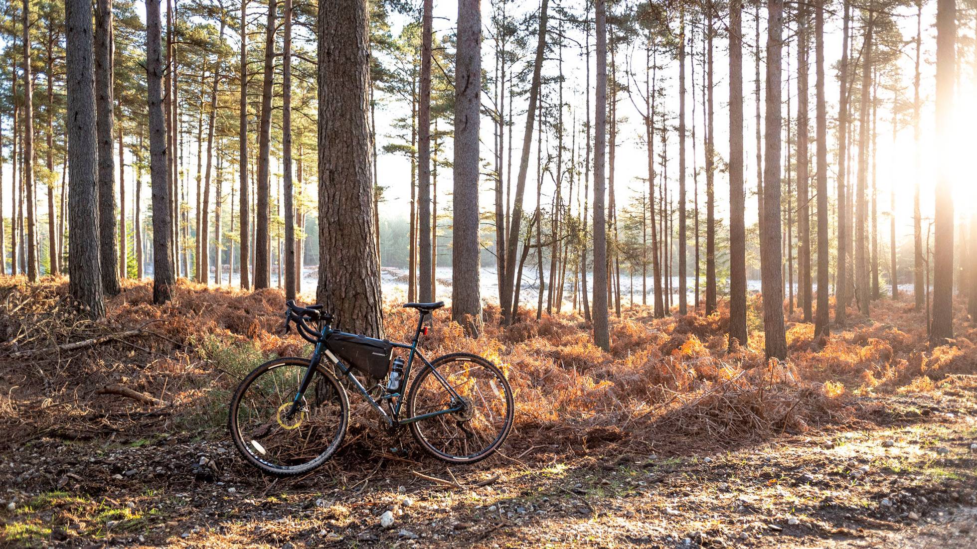 Sunrise in New Forest