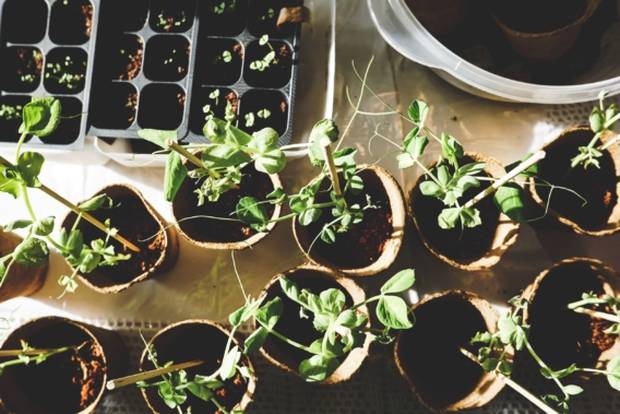 The gardening club at EF Academy New York