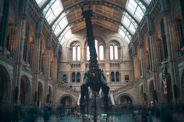 A behind-the-scenes tour of Oxford’s Natural History Museum