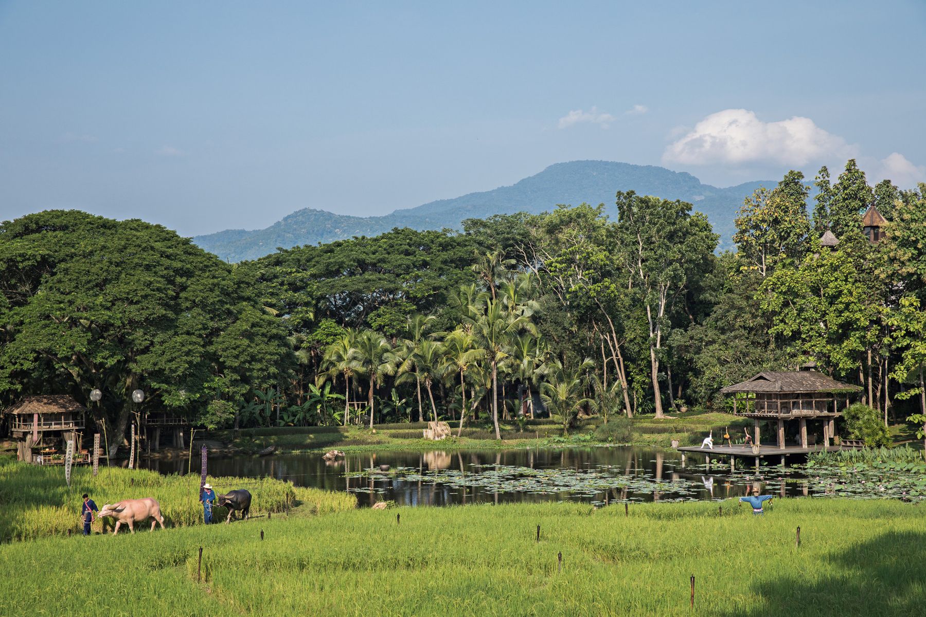 Geniet van een unieke luxe reis naar Chiang Mai, waar comfort en cultuur samenkomen in een luxueuze, rustgevende omgeving | Senses