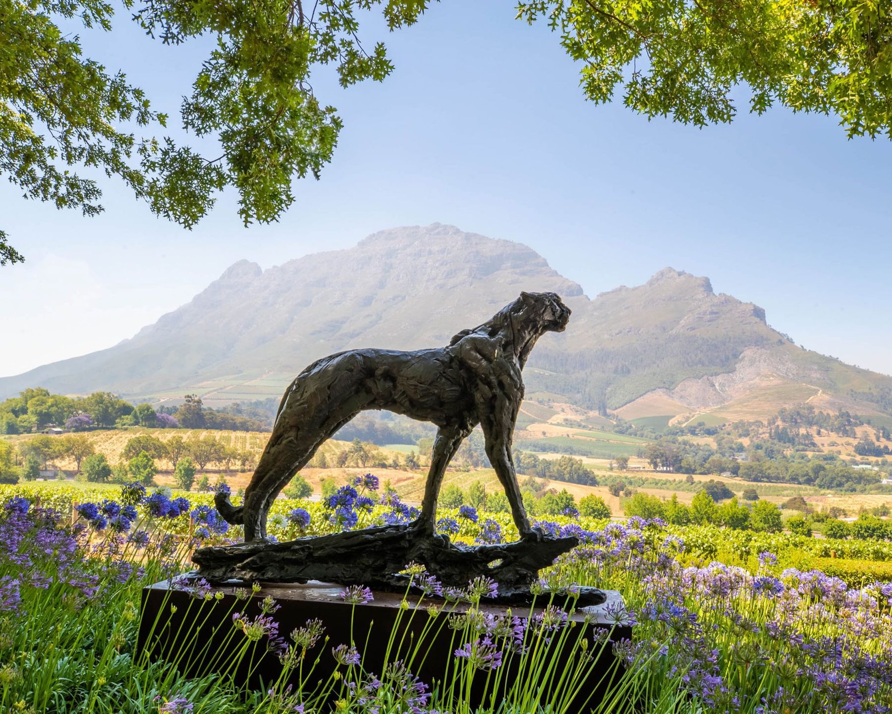 Kaapstad combineert luxe resorts en wijngaarden, perfect voor een exclusieve vakantie vol cultuur, natuur en ontspanning | Senses