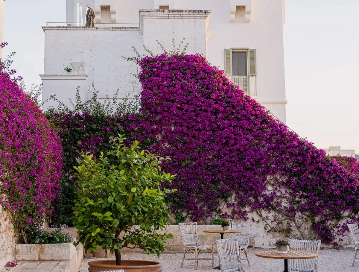 Outdoor Bougainvillea Masseria Torre Maizza