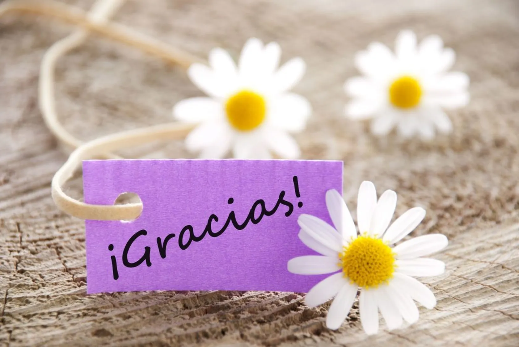 gracias-margaritas.jpg
