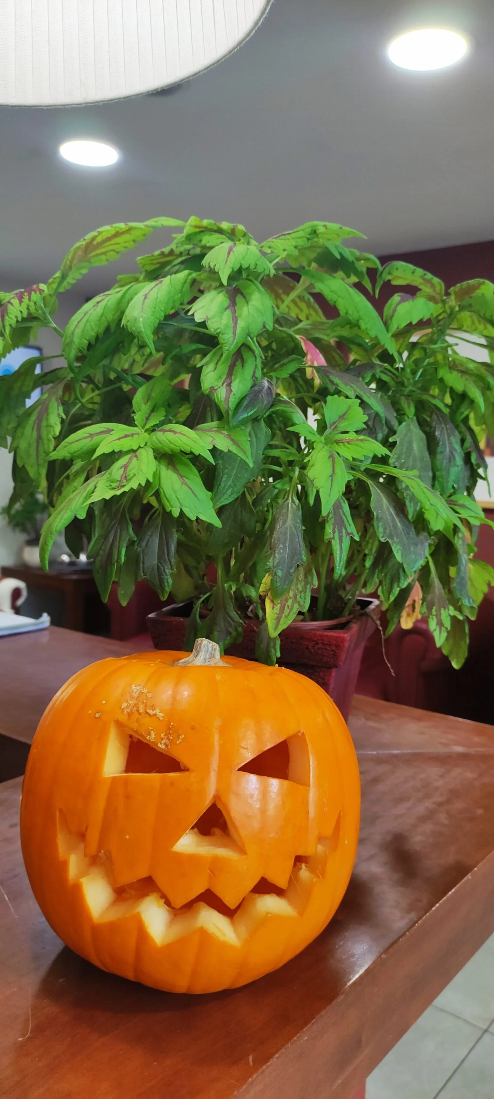 calabaza-recepcion-min-scaled.jpg