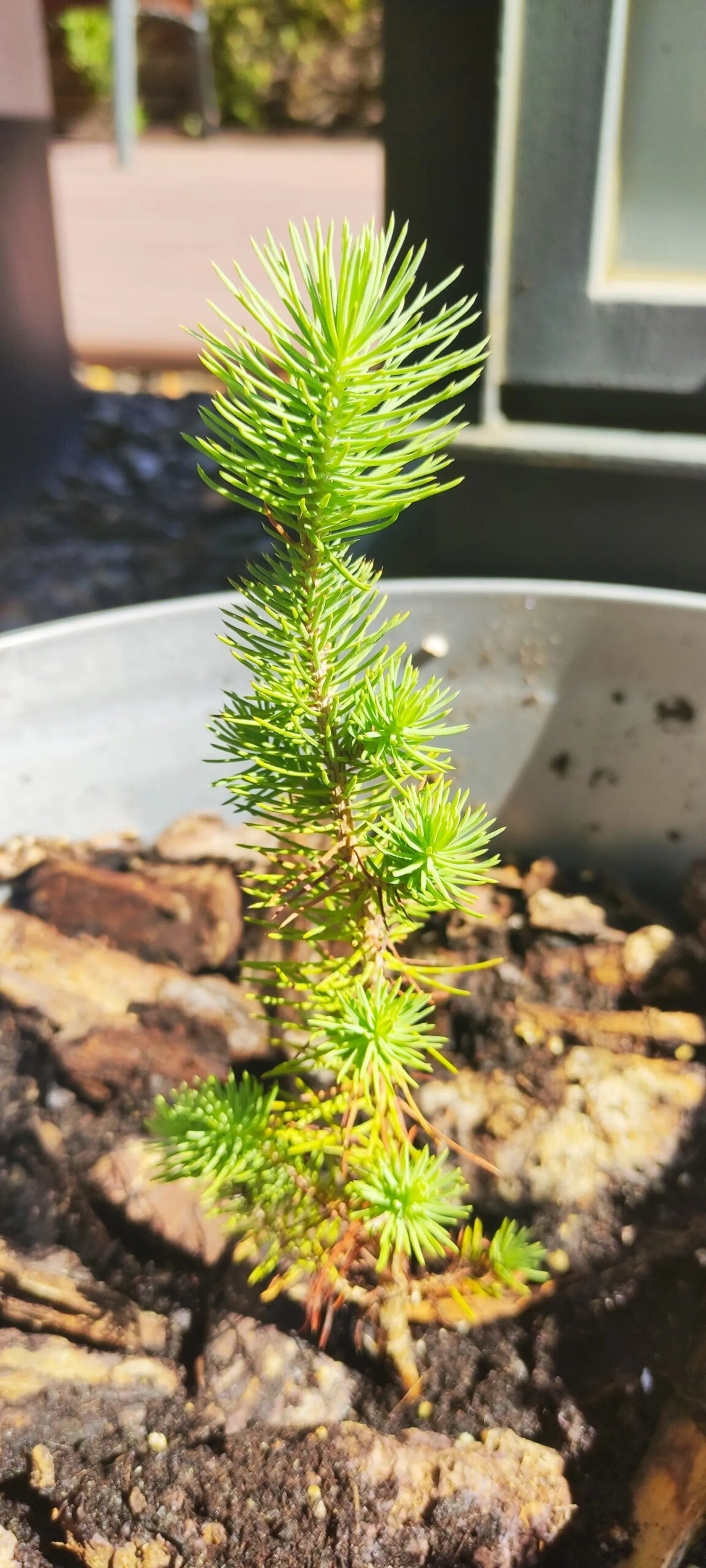 pino-1-min-scaled.jpg