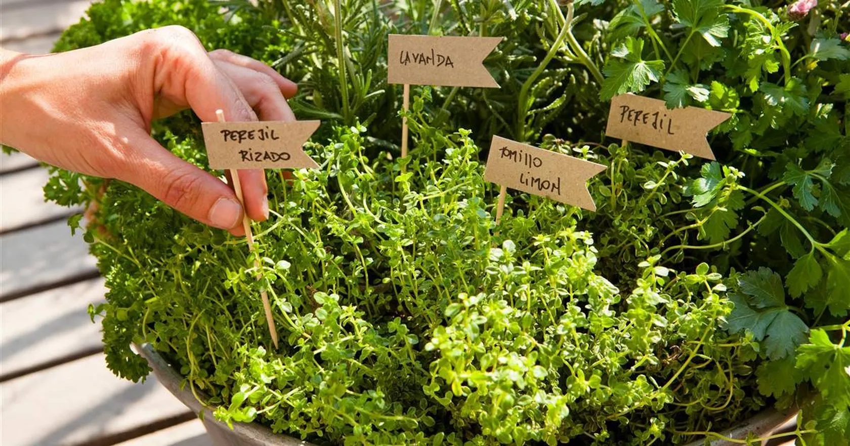 plantas-aromaticas-perejil-albahaca-tomillo-lavanda-00342926_o_41e7bcc6_1200x630.jpg
