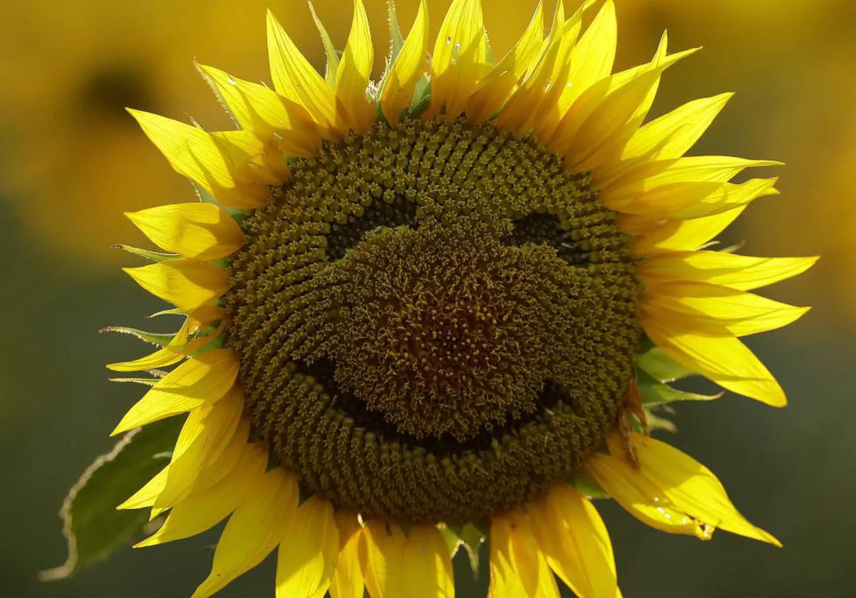 felicidad.jpg