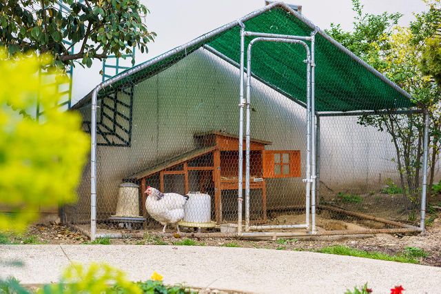 Poullailer résidence Les Jardins d'Epinay avec poules à l'air libre