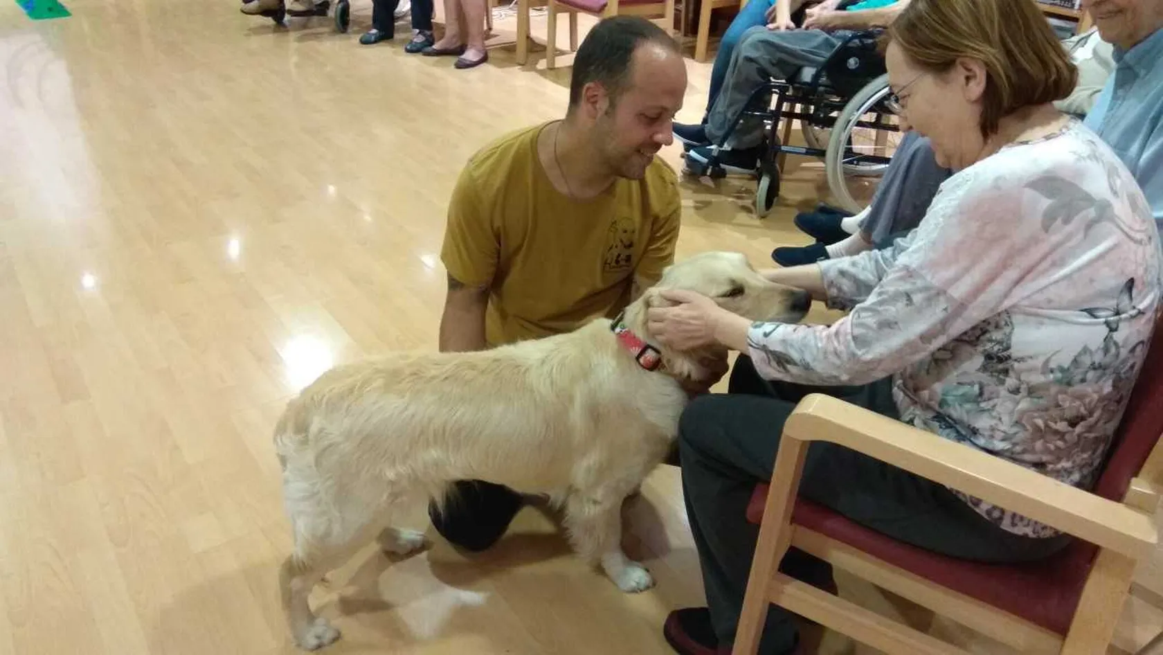 perros1.jpg