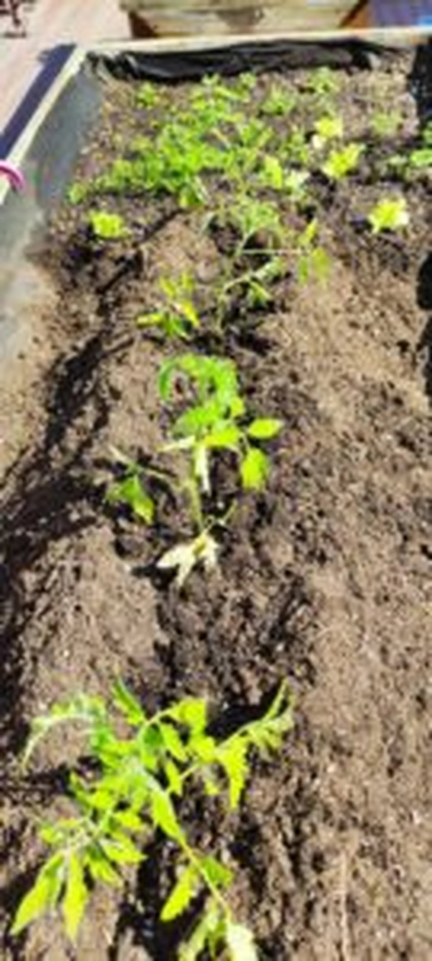 tomates-y-zanahorias-min-135x300.jpg