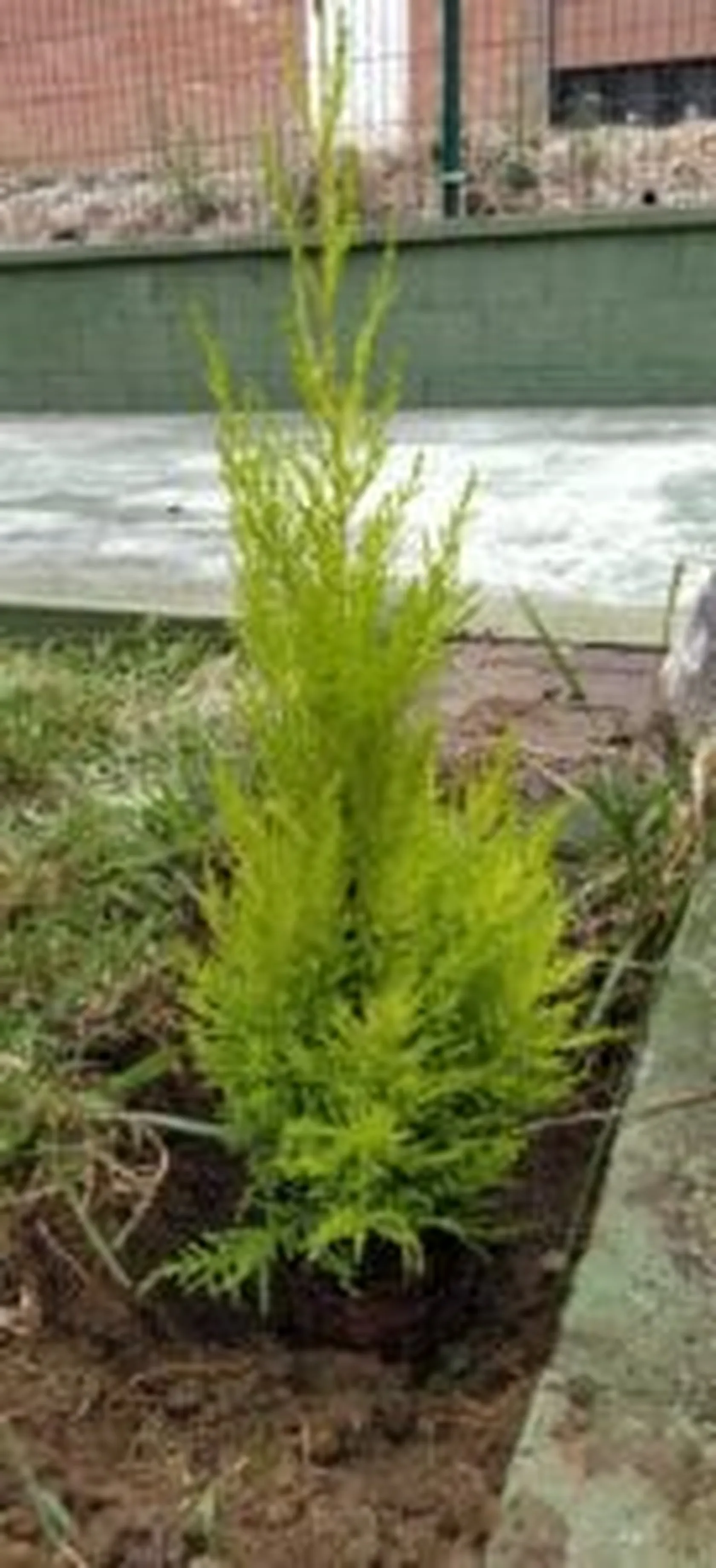 IMG_20200701_125112-137x300.jpg