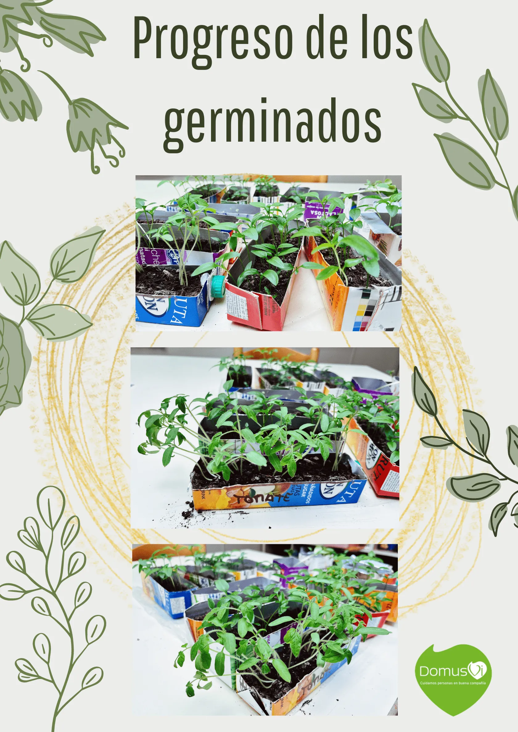 Progreso-de-los-germinados-min.png