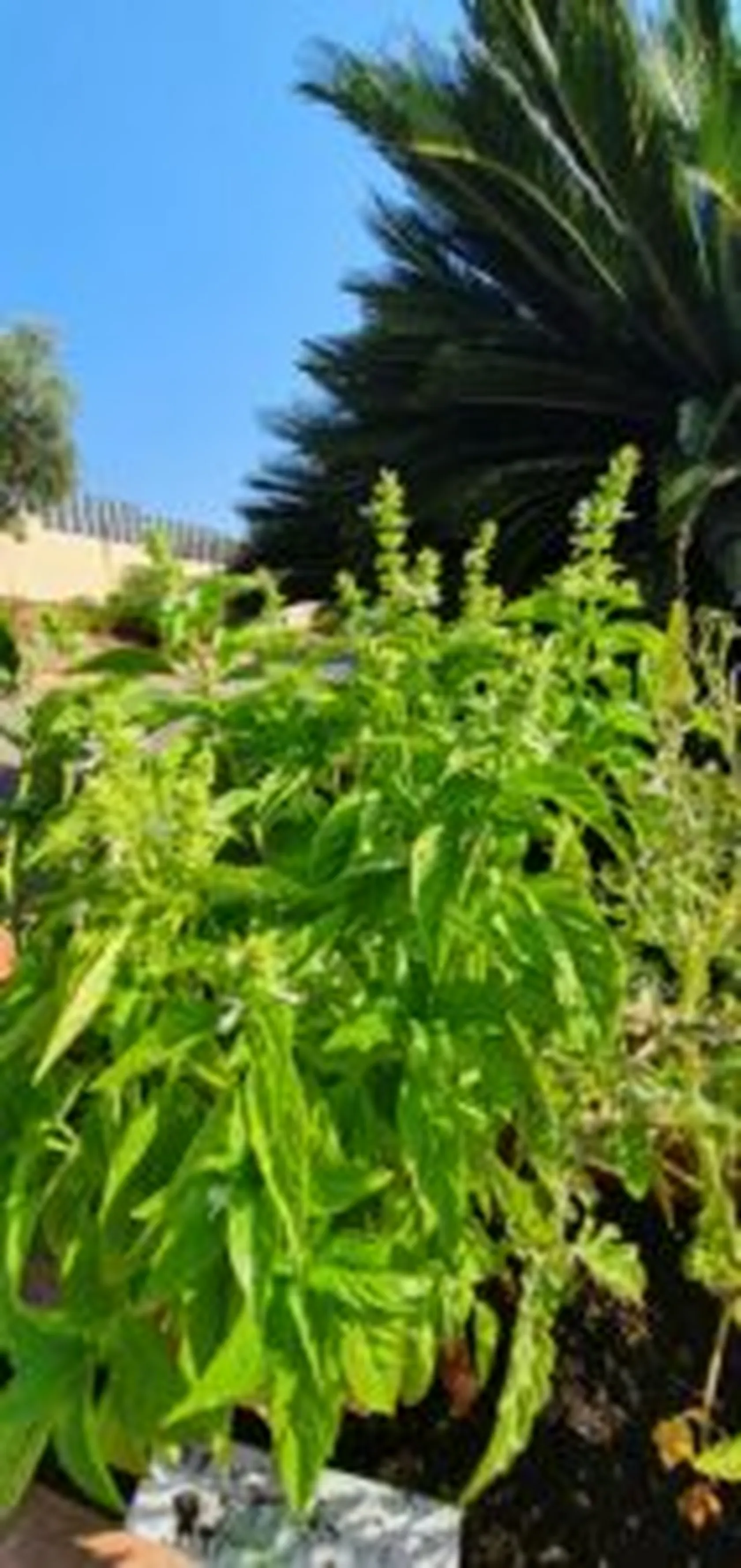 20220718_181715-142x300.jpg