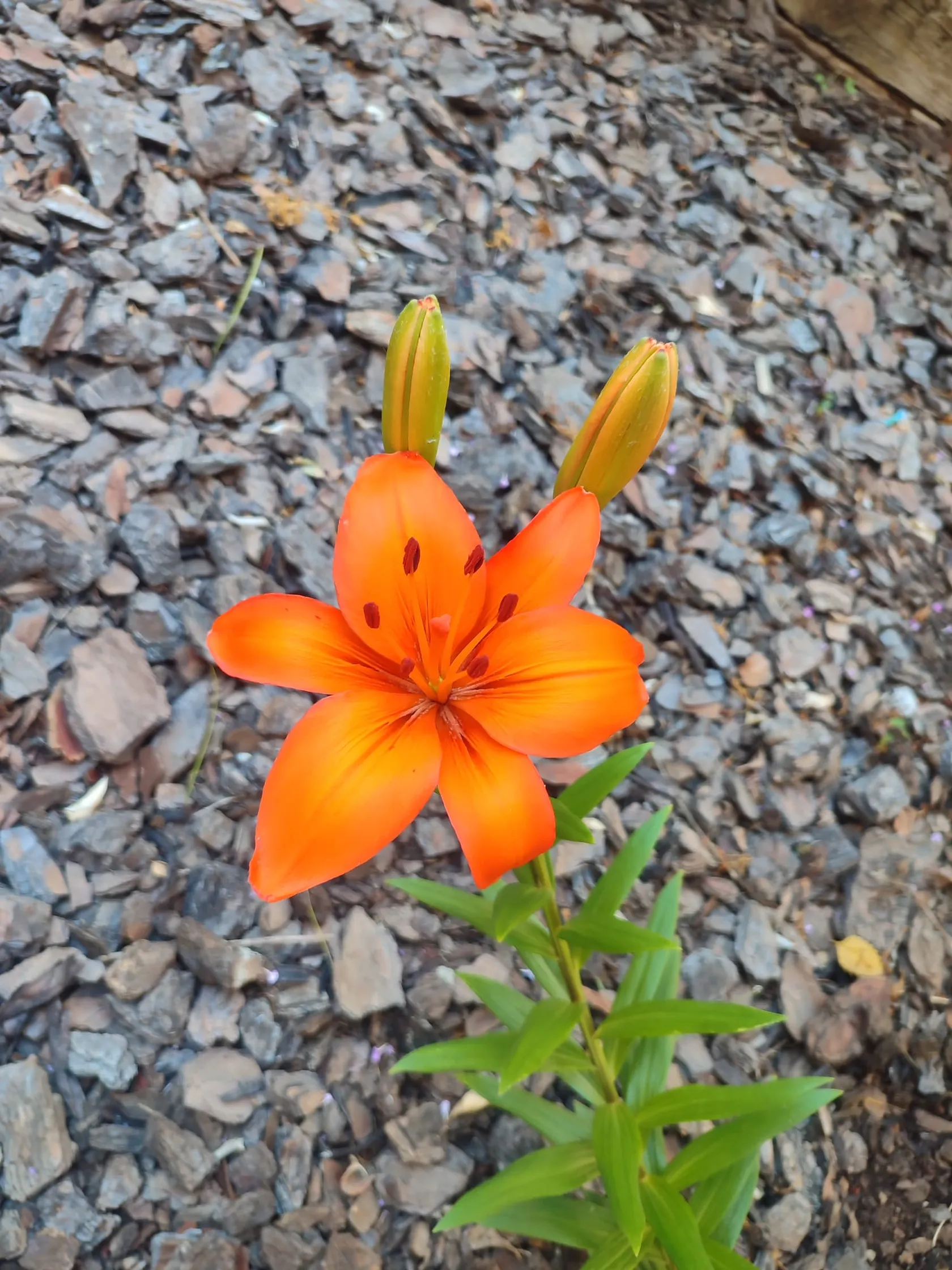 73c110ee-2731-4d31-8736-a736e7f5804b.jpeg