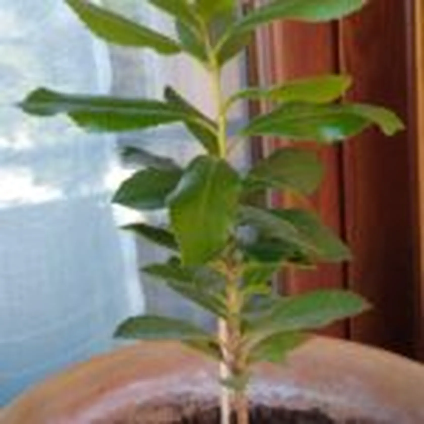 DOMUS-TREE-DOMUSVI-VALDEMORO-3-150x150.jpg